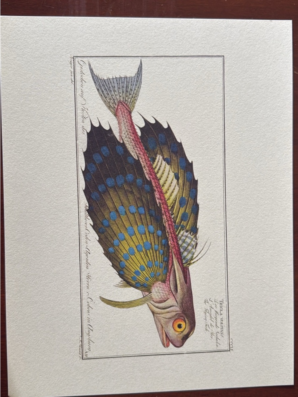 Natural History zoology Fish Print